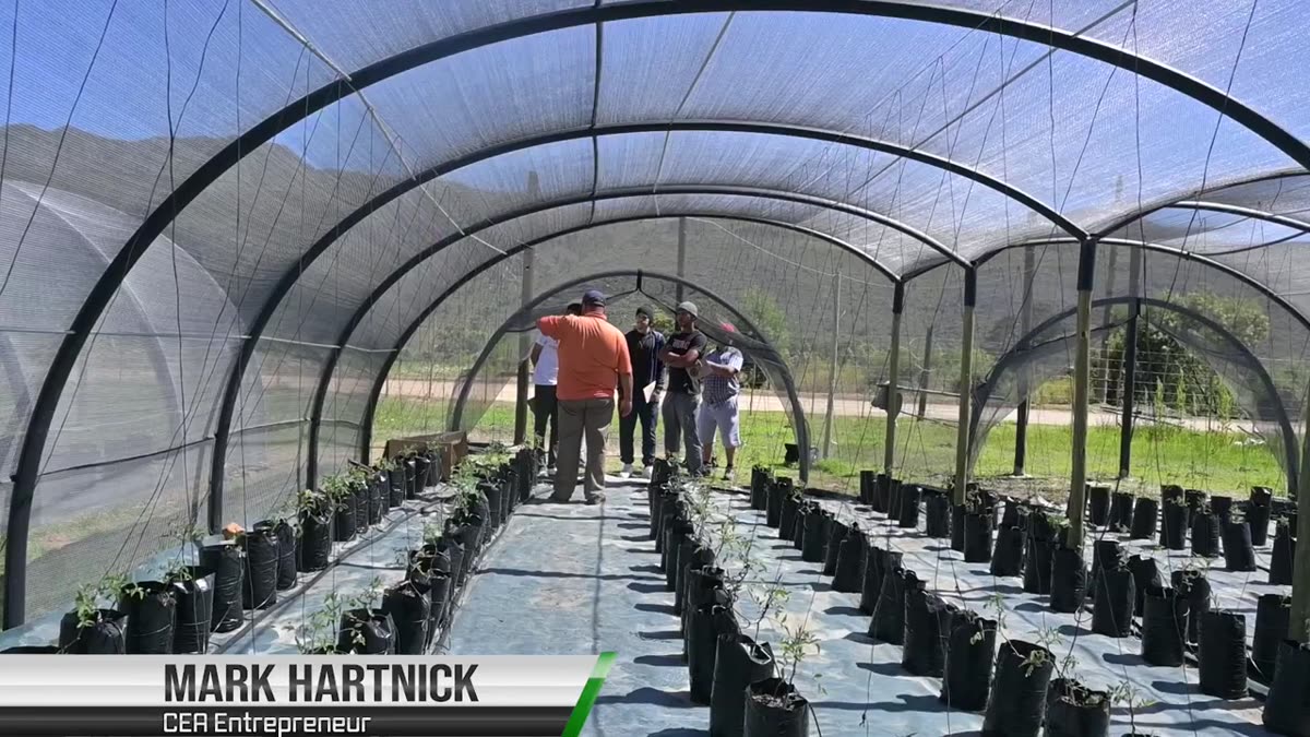 Inside a shade-net tunnel nursery with rows of seedling bags