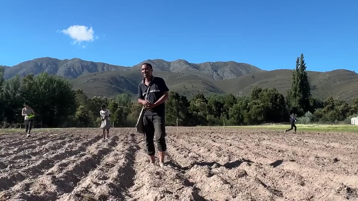 Planting a freshly ploughed field beneath mountains under a blue sky