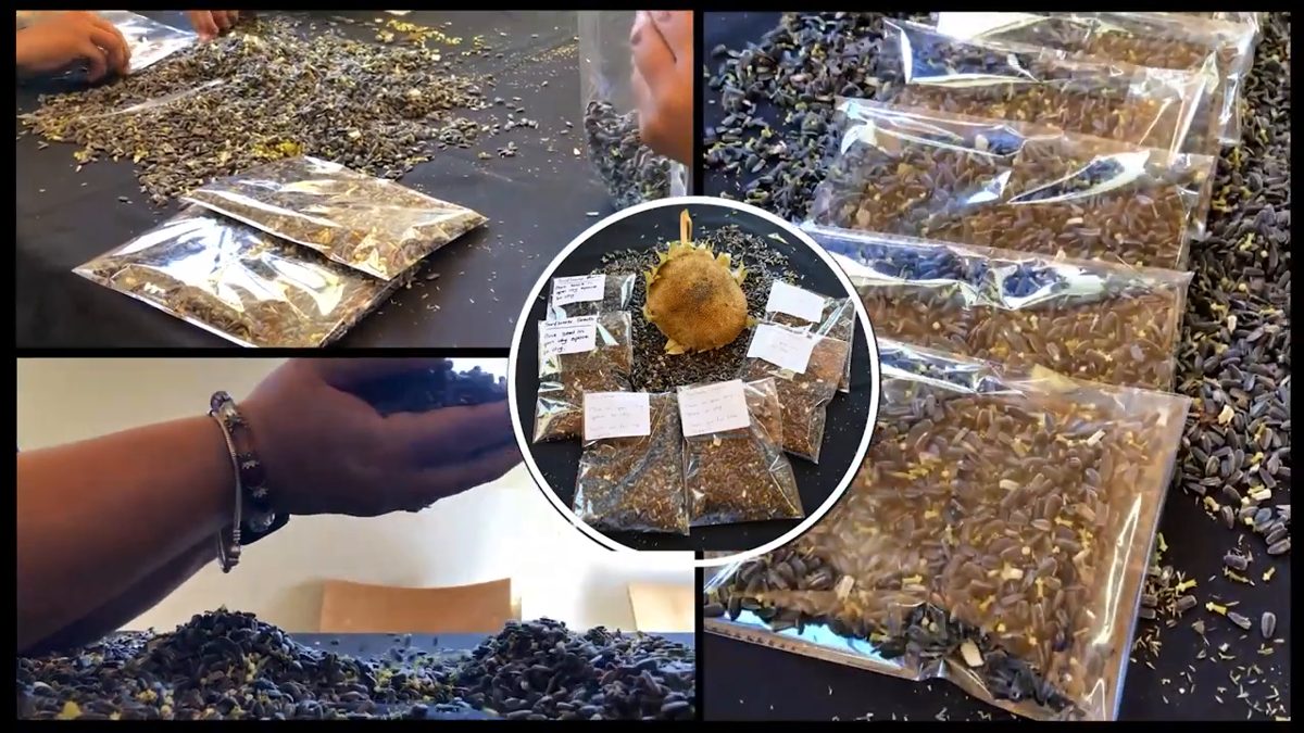 Sunflower seed being packed into labelled bags